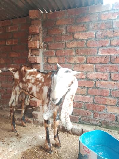ak Bakra for sela