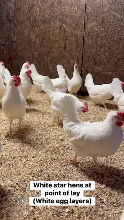 White layer spater hens
