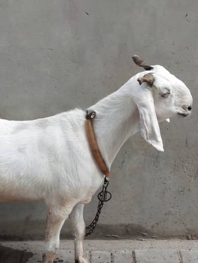 Bakra or Bakri