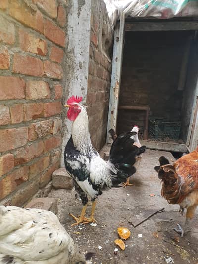 double comb butter cup trio for sale