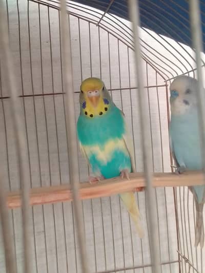 full healthy and active young bugies