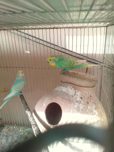 full healthy and active young bugies