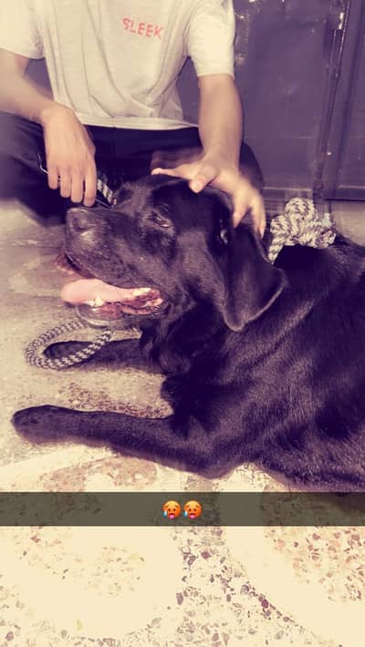 black labra for sale