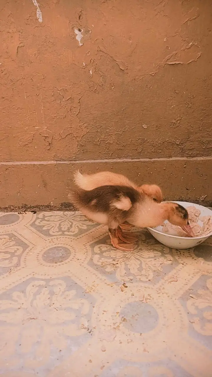 duck pair 2k Dead final hai