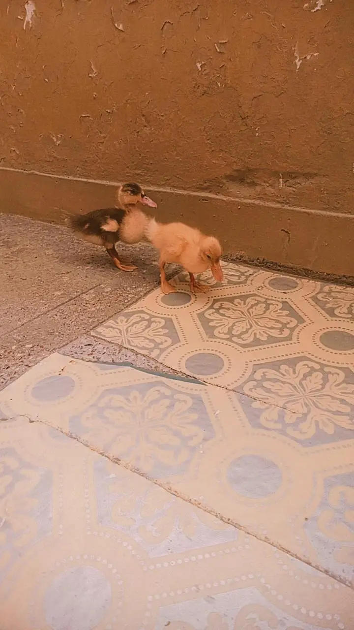duck pair 2k Dead final hai — photo 2