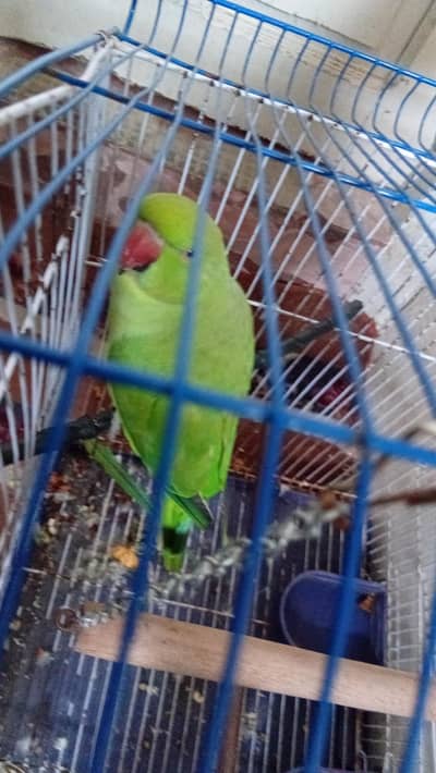 Ringneck parrot Healthy and Active