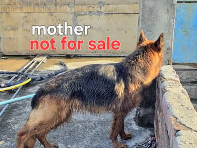 Purebred German Shepherd Puppies For Sale (1 Male, 1 Female)