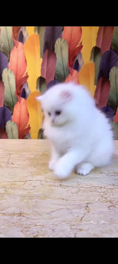 Quality Persian cat & Kittens Male & female    0322 7335071 WhatsApp