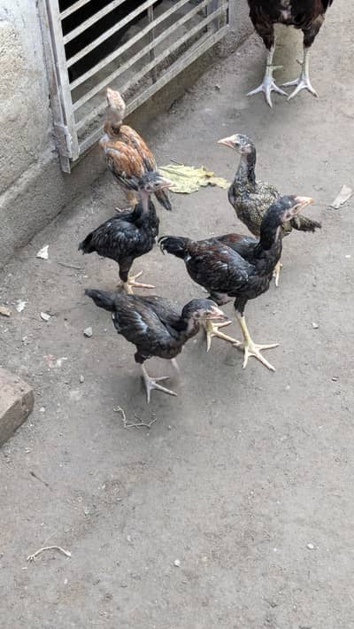 6 chuze  1 male 5 females detail available