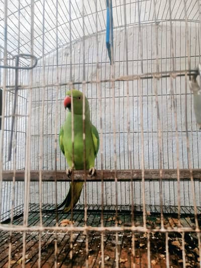ringneck parrots