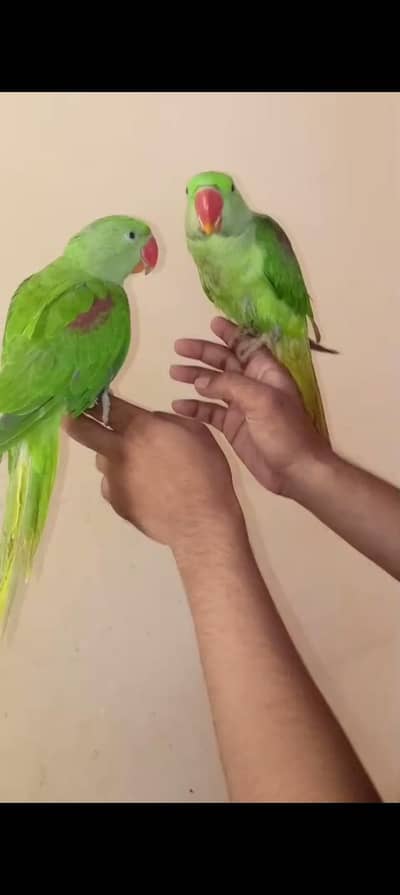pahari hendtemd Jambo size pathe available Karachi breed