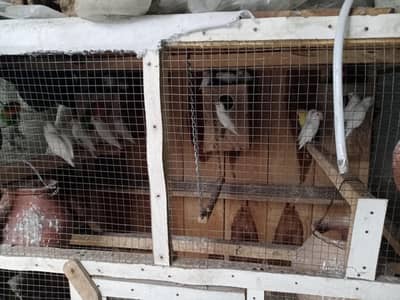 lovebird parrots