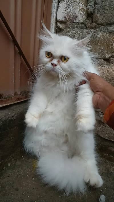 Punch face cat