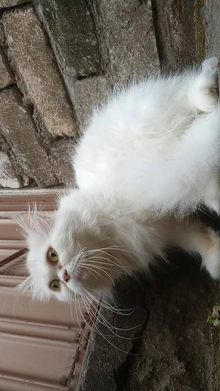 Punch face cat 1