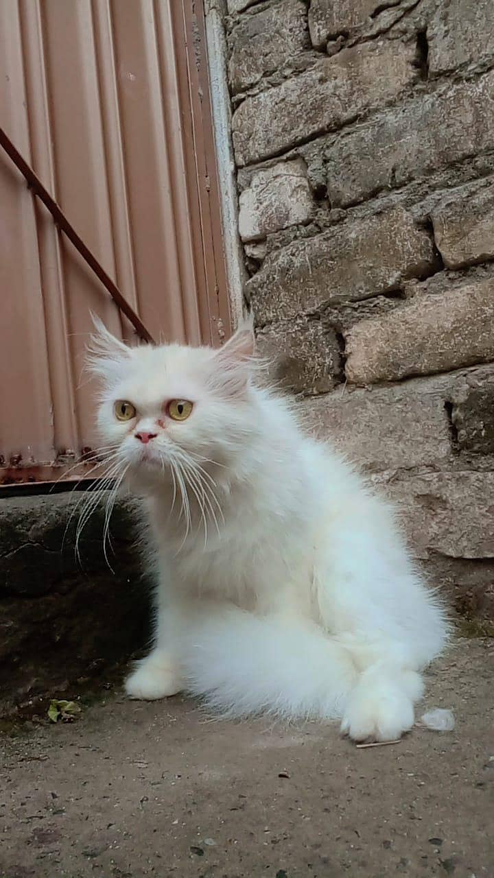 Punch face cat 2