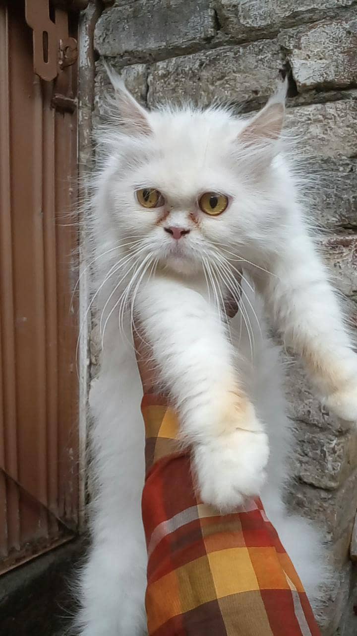 Punch face cat 3