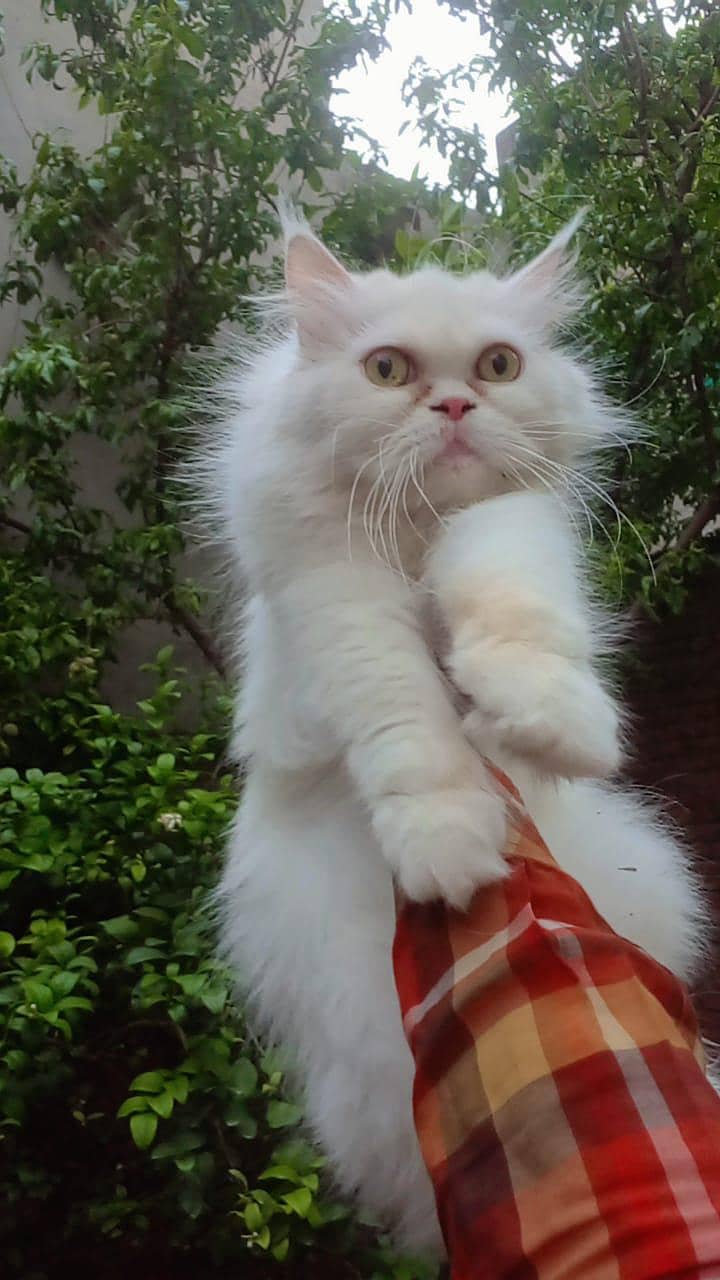 Punch face cat 4