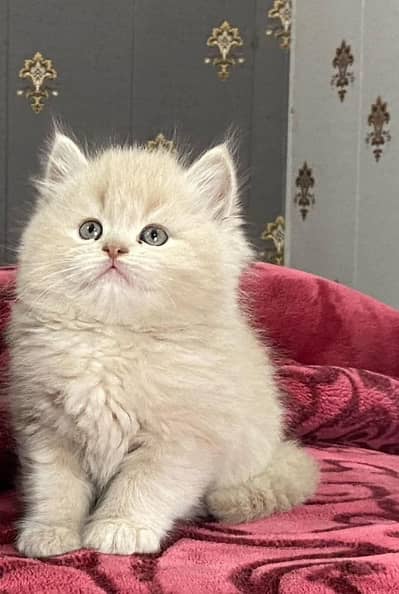 Persian kittens triple coat for sale contact whatsap 03716930454