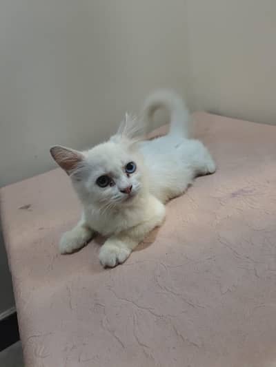Persian cat double coated