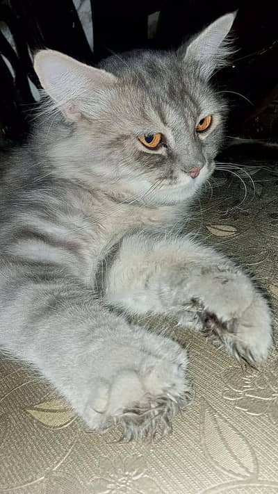 young male long coat
