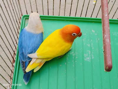 love birds breeder pair