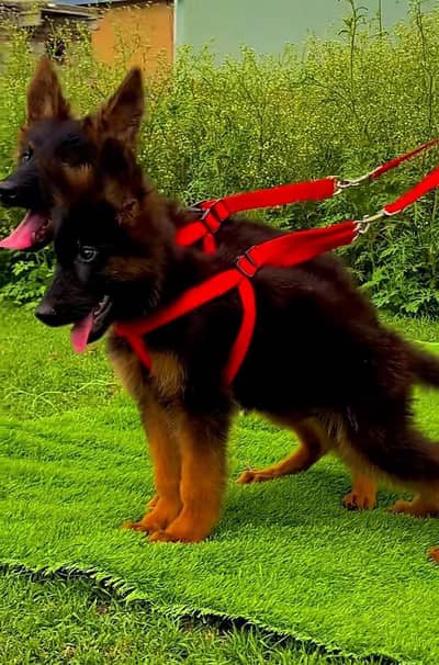 German Shepherd long cot for sale my WhatsApp. 03464290927