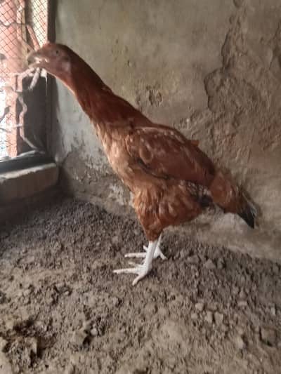 aseel murgi weight 2kg . long height. home breed