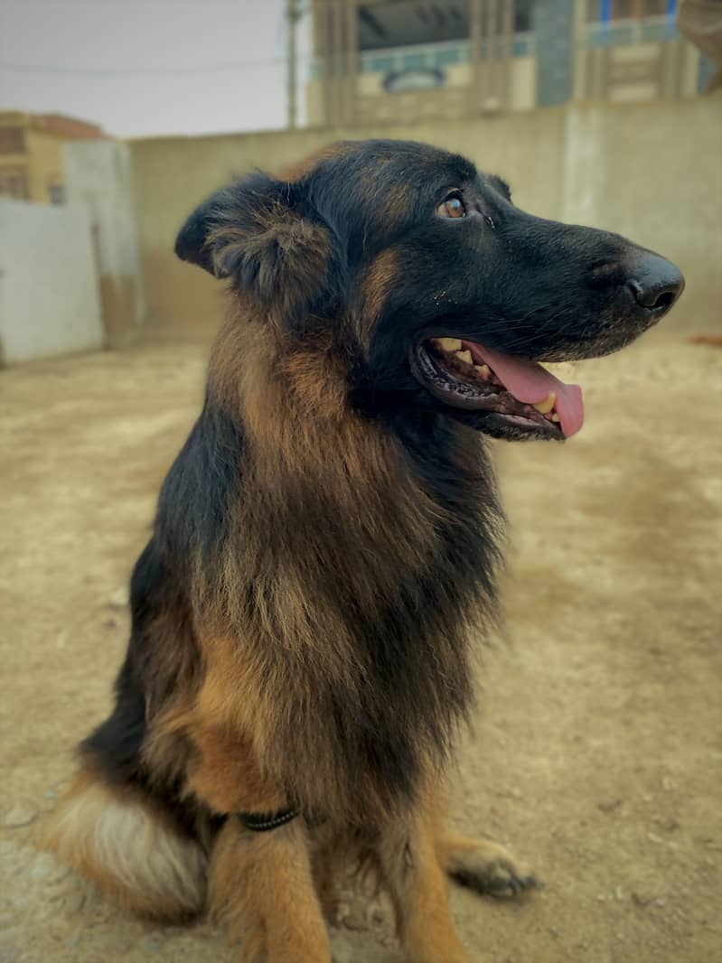 German shepherds pair long coat 0
