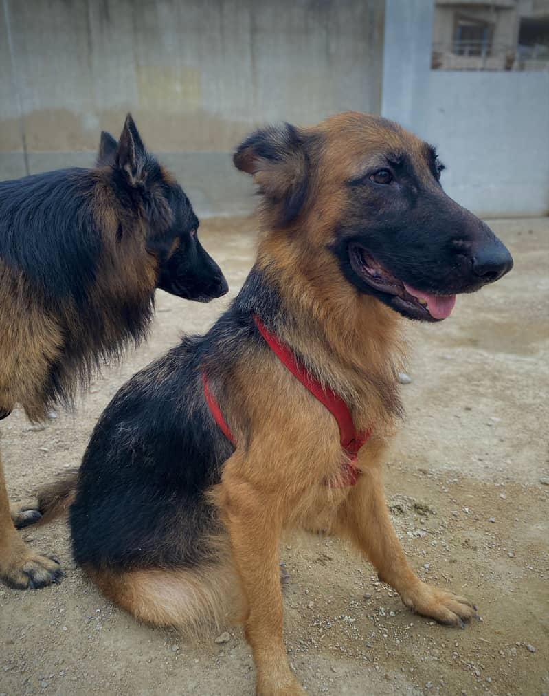 German shepherds pair long coat 2