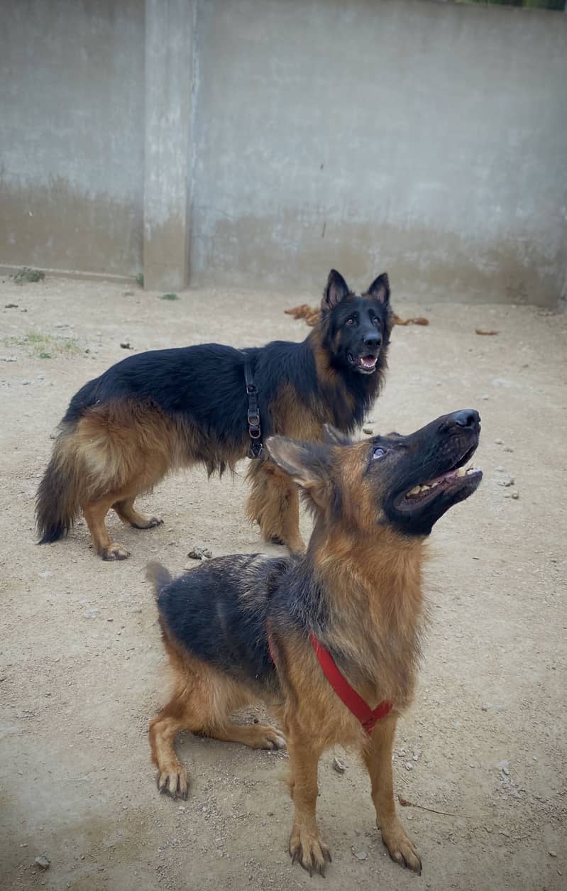 German shepherds pair long coat 3