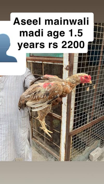 I am selling aseel pakistani & mianwali murga aur murgia