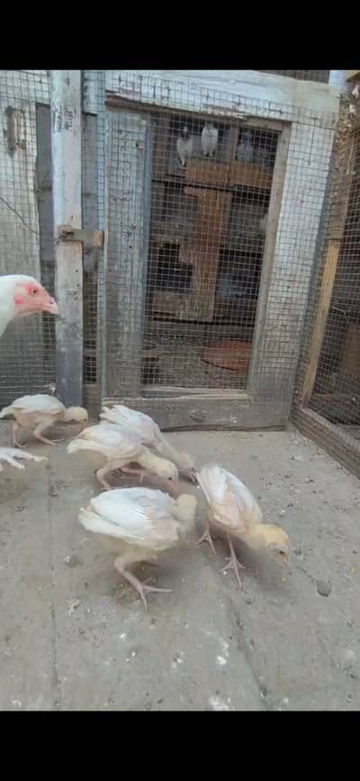 Aseela heera chicks fo sale per chick 4000