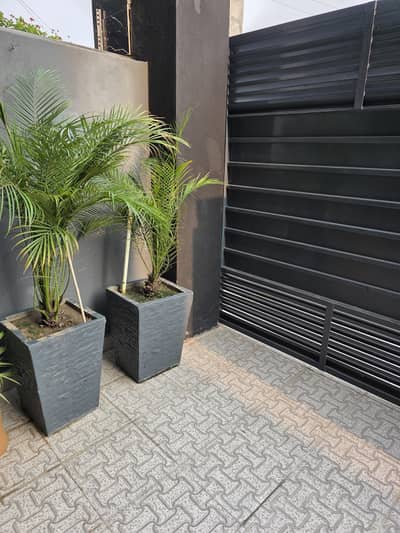 Plants for sale