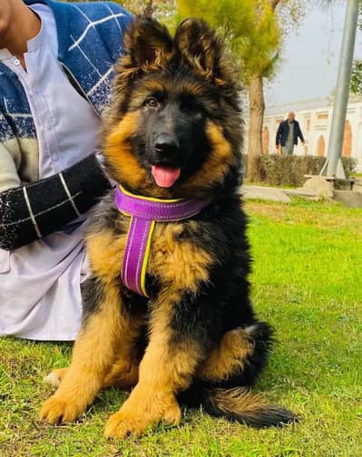 German Shepherd long cot for sale my WhatsApp. 03464290927