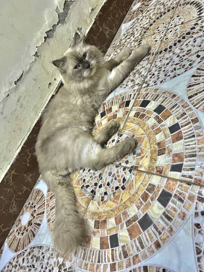 He is very cute