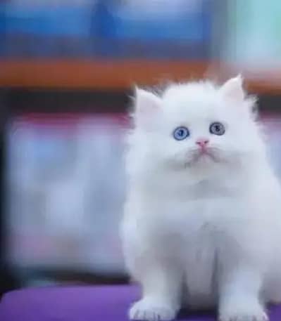 Persian cat for sale 2 month age available