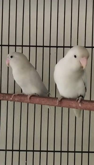 Love bird pair 