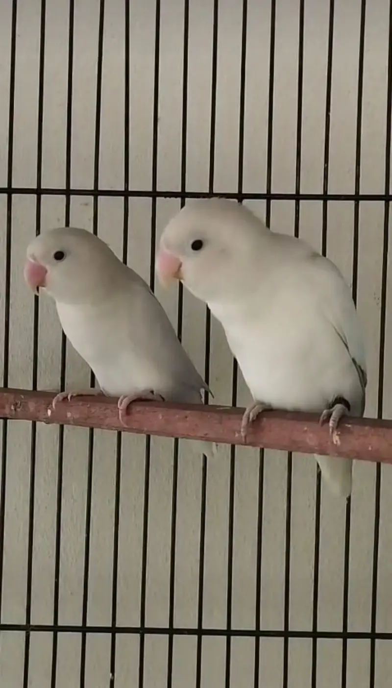 Love bird pair  — photo 2