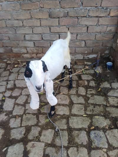 bakra dono 40000