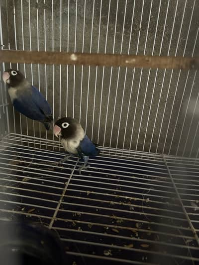 Love bird for sale