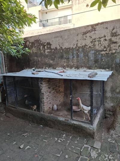 hen Cage for sale