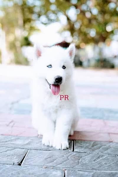 GERMAN SHEPHERD SHIHTZU AND HUSKY PUPPIES AVAILABLE