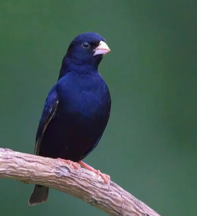 Combaso finch singing male,(Village Indigo finch), 03256900001