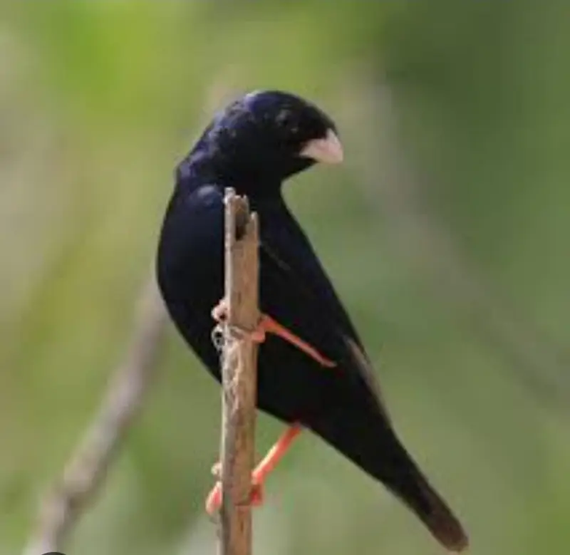 Combaso finch singing male,(Village Indigo finch), 03256900001 — photo 2
