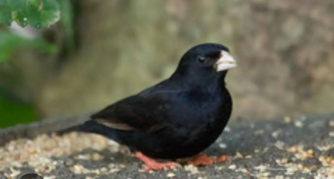 Combaso finch singing male,(Village Indigo finch), 03256900001 — photo 3