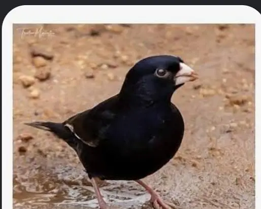 Combaso finch singing male,(Village Indigo finch), 03256900001 — photo 4