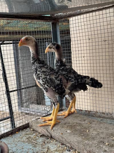 Chicks pair Coco King Shamo