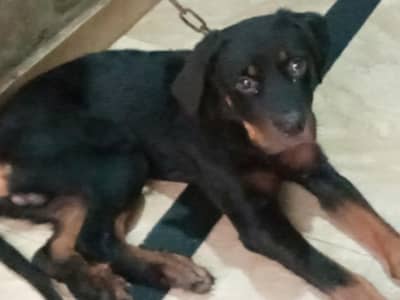 Rottweiler Male puppy