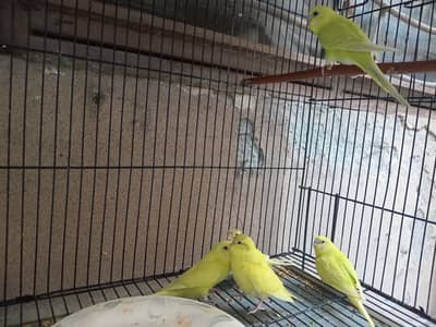 Australian Budgies For Sale