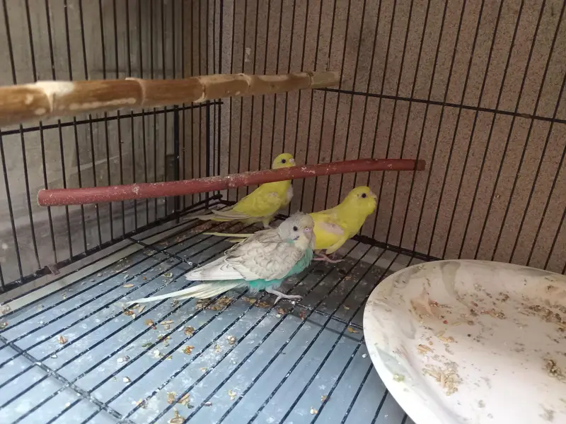 Australian Budgies For Sale — photo 2